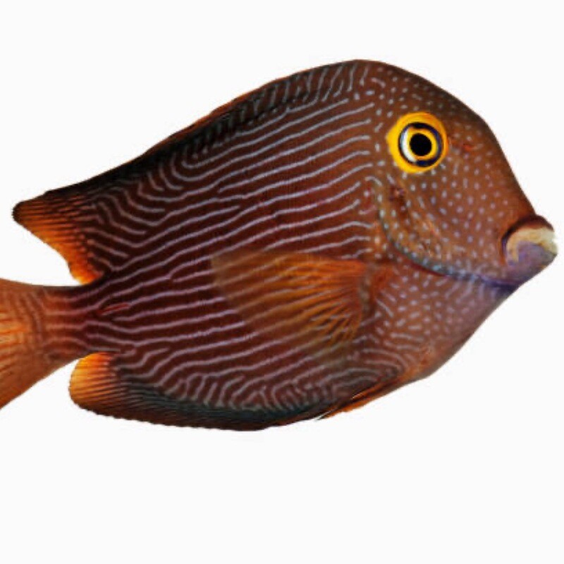 Kole Tang Hawaiian