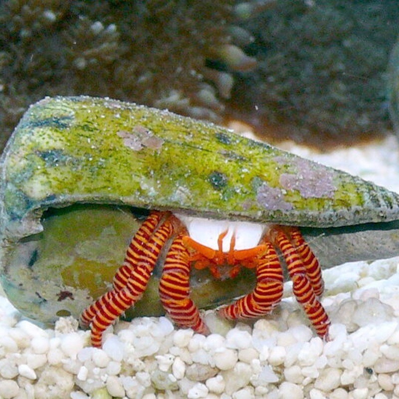 Halloween Hermit Crab