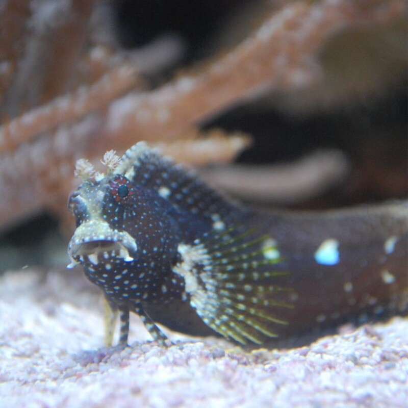 Starry Blenny