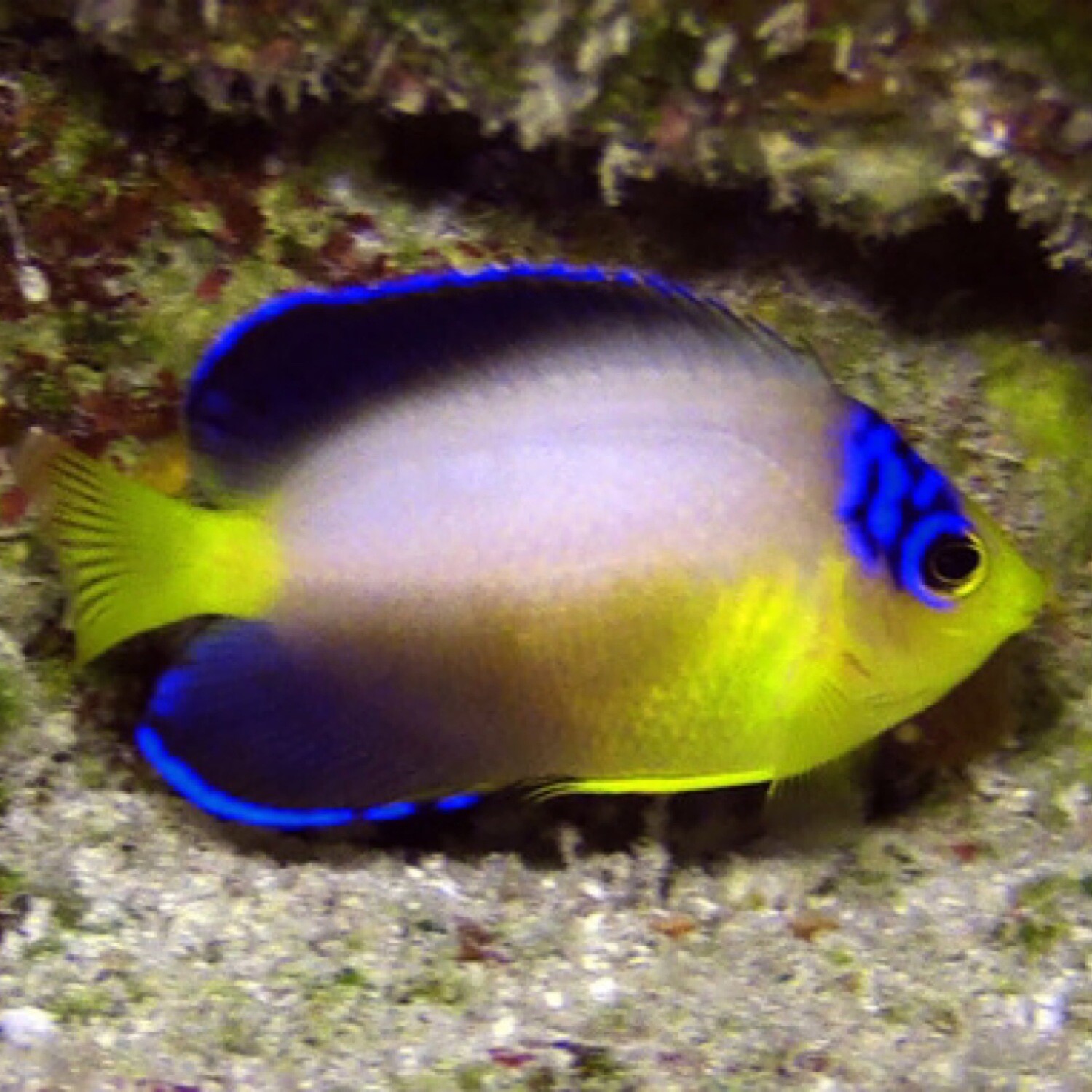 Pearlback Angelfish