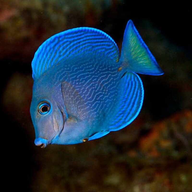 Atlantic Blue Tang