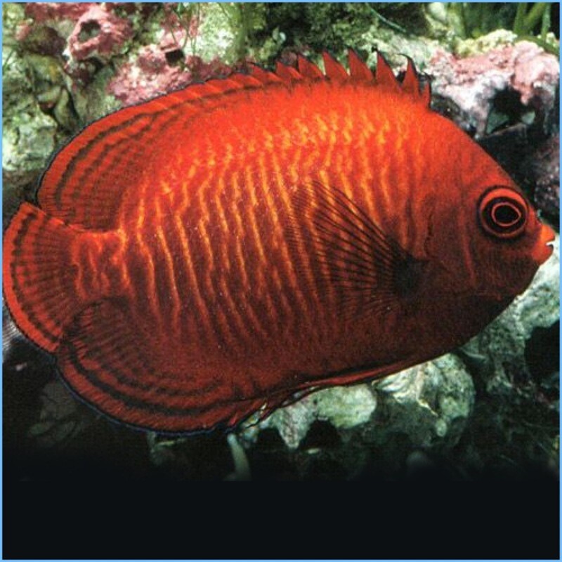 Golden Bali Angelfish