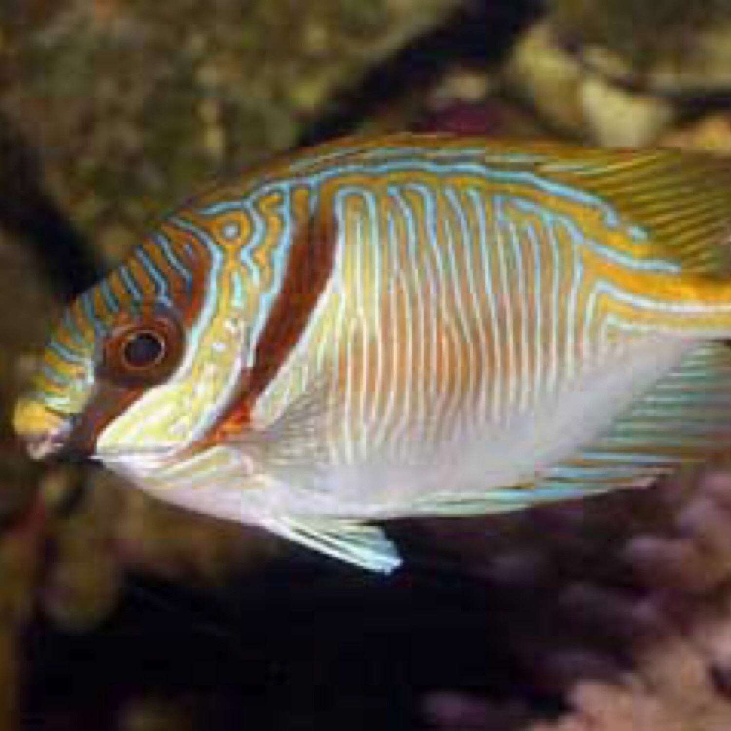 Blue and Gold Rabbit Fish