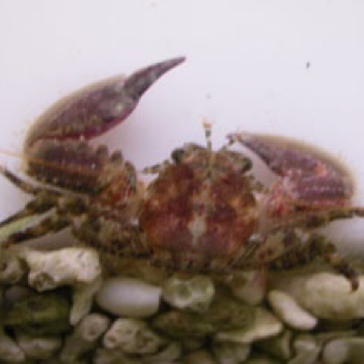 Porcelain Crab