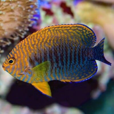 Potters Angelfish