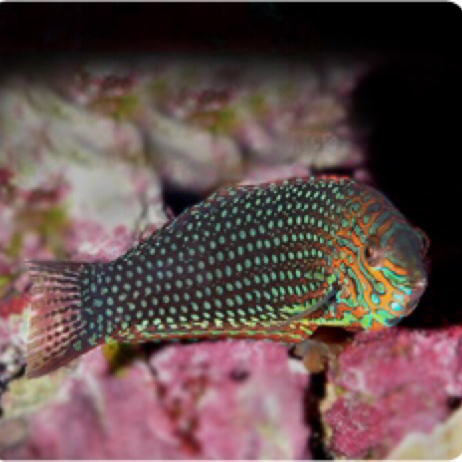 Ornate Leopard Wrasse