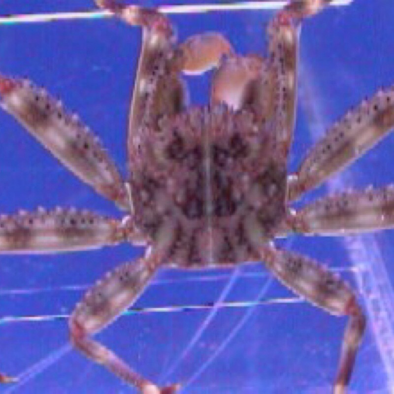 Sally lighfoot Crab