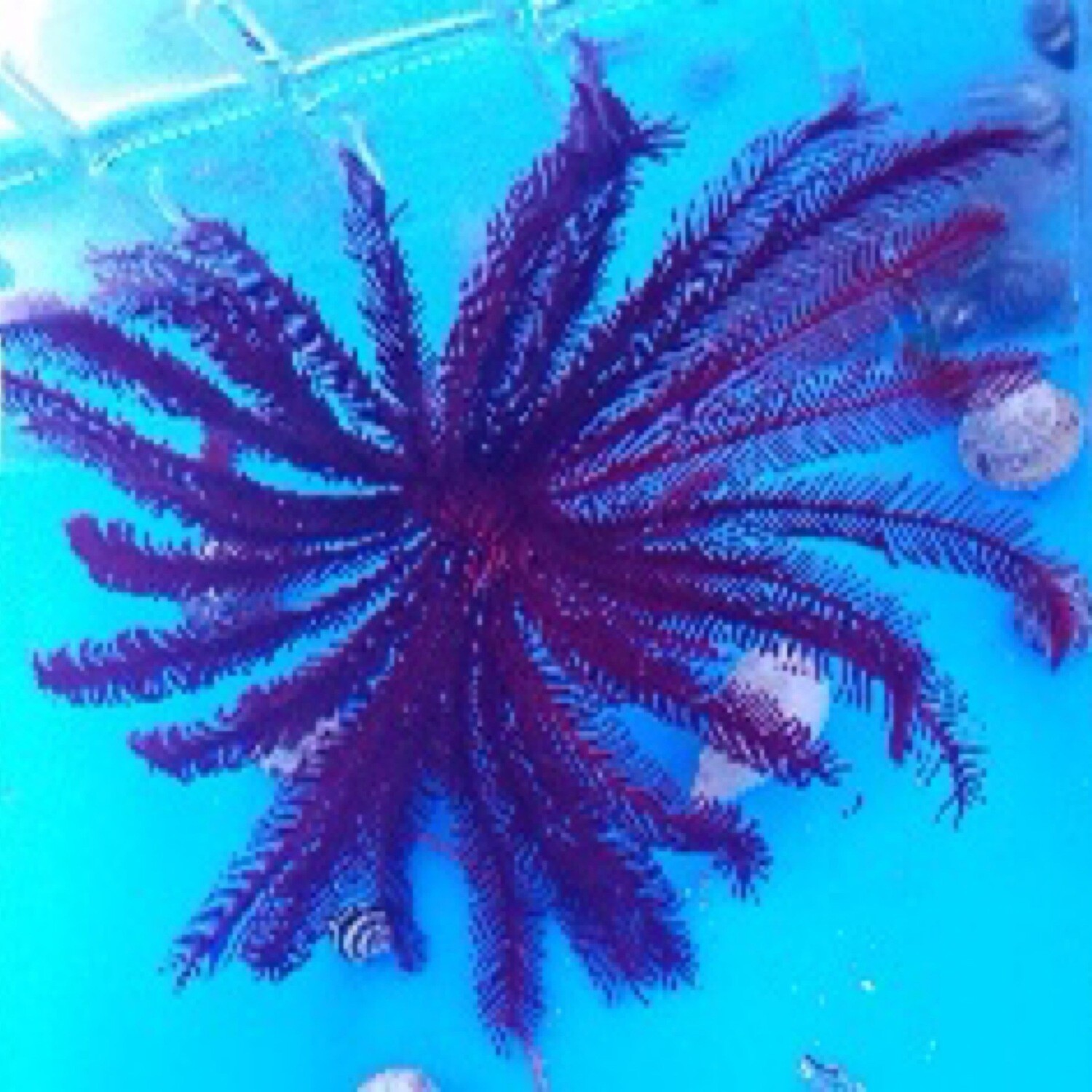 Red Feather Starfish