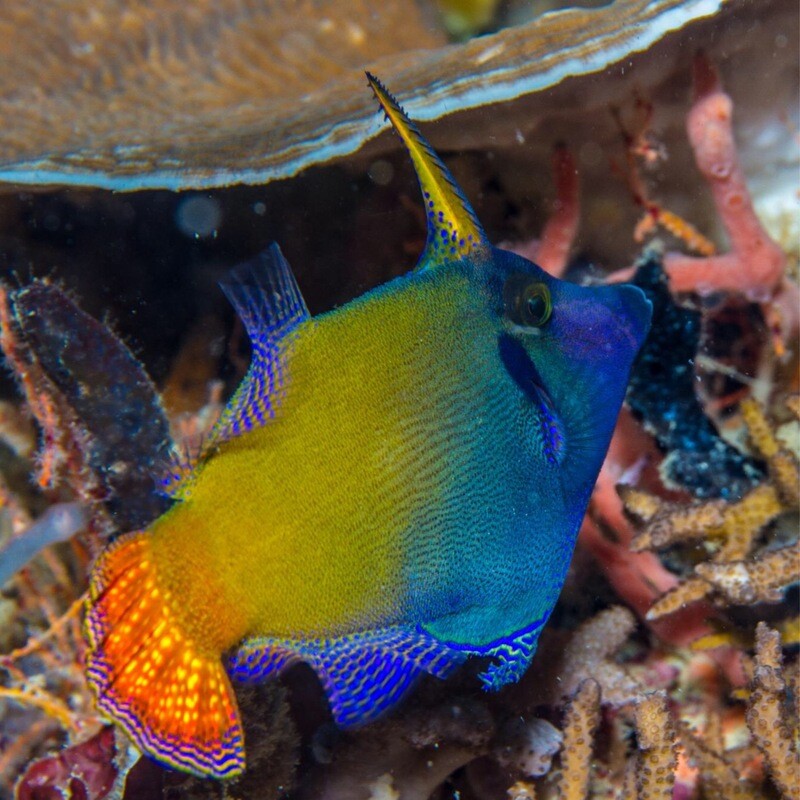 Red tail Aiptasia eating Filefish
