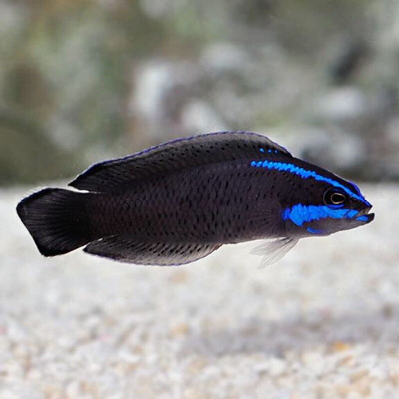 TR Black Neon Dottyback