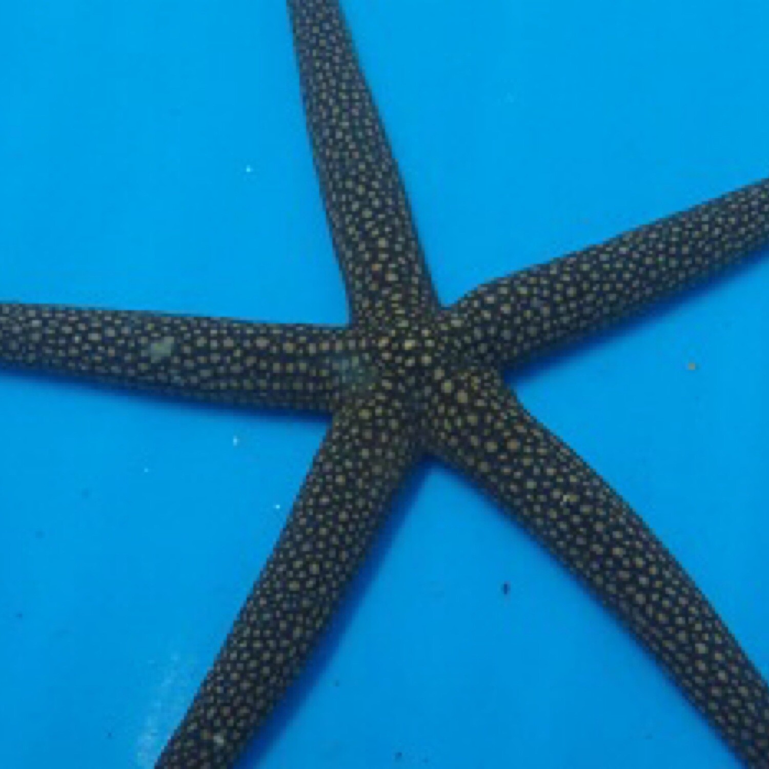 Marble Starfish Extra large