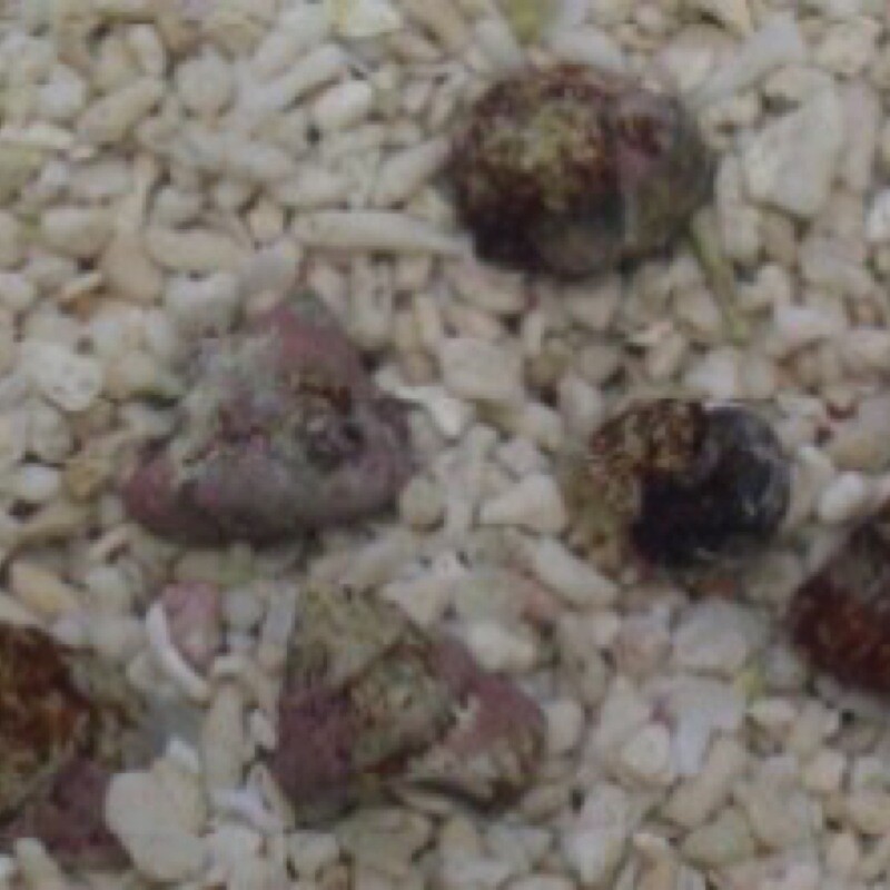 Astraea Snails