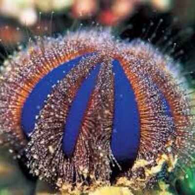 Tuxedo Sea Urchin