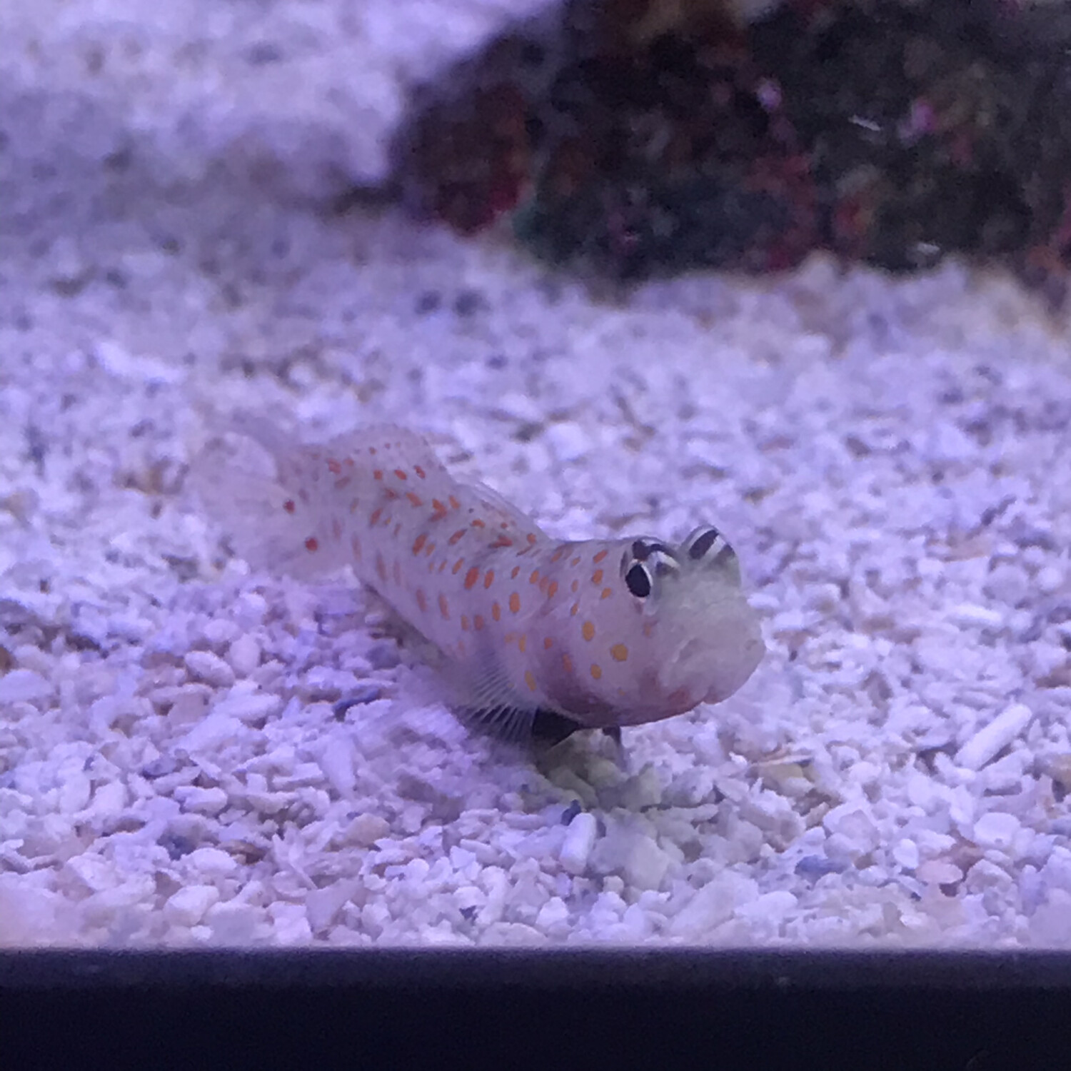 Orange Spotted Watchman Goby