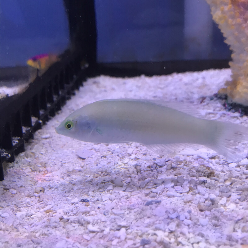 Green Coris Wrasse
