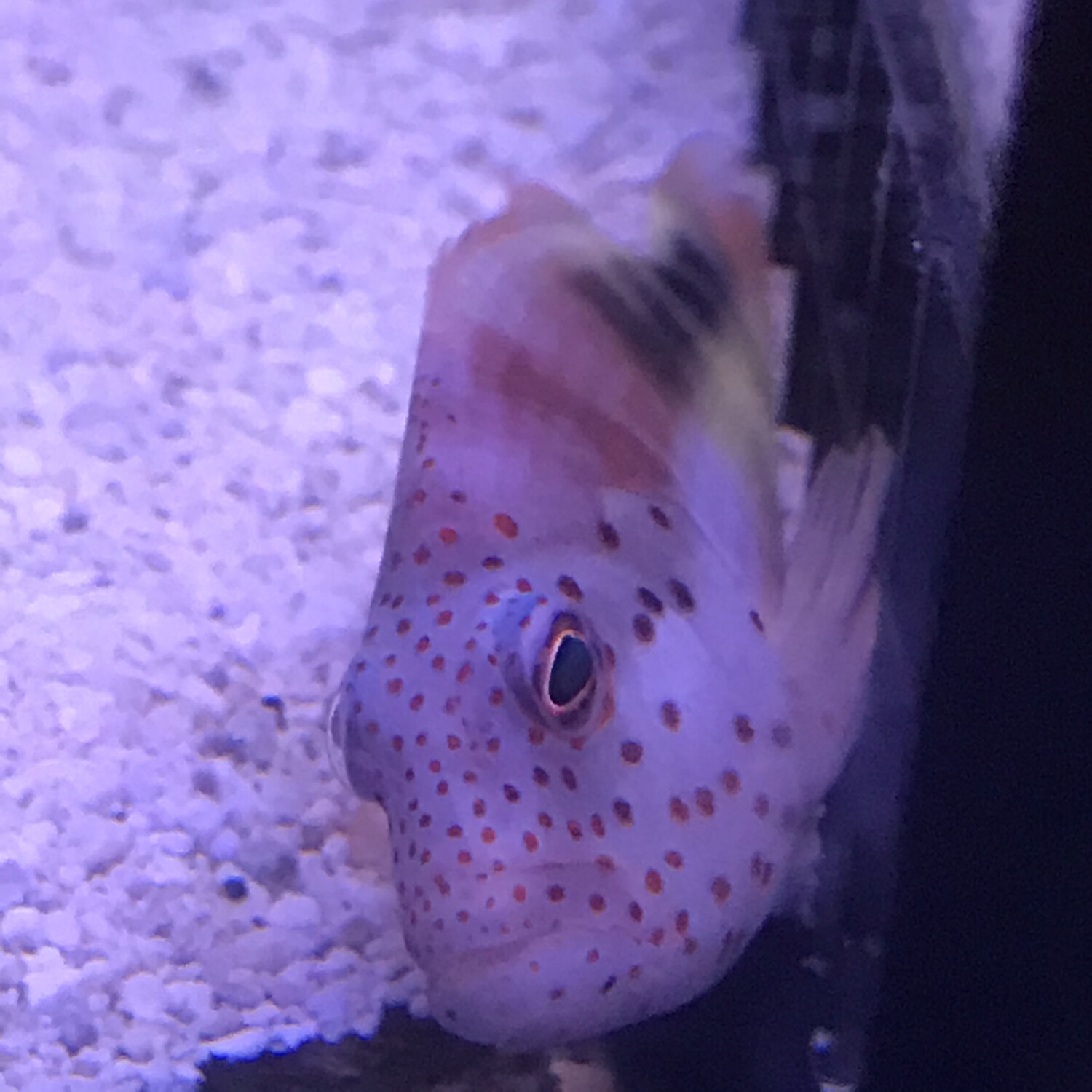 Freckle face Hawkfish Lg