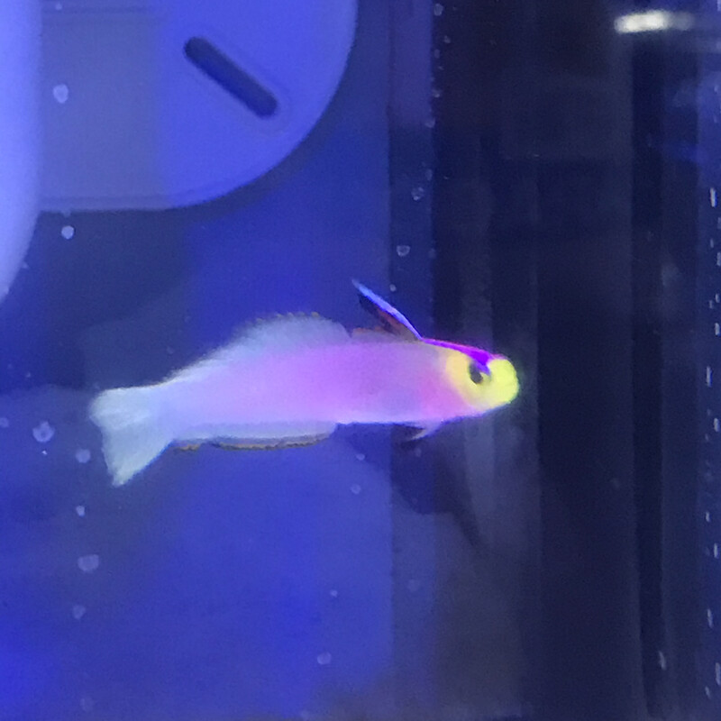 Helfrich’s Firefish