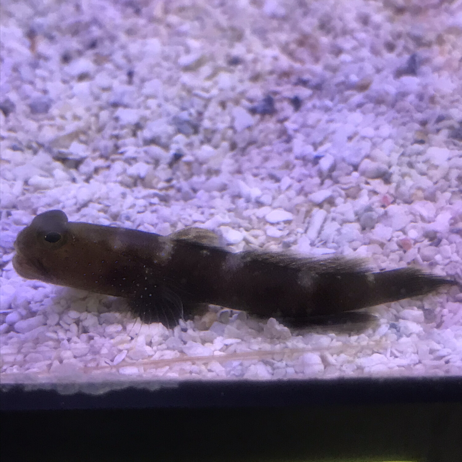 Y-Bar Shrimp Goby