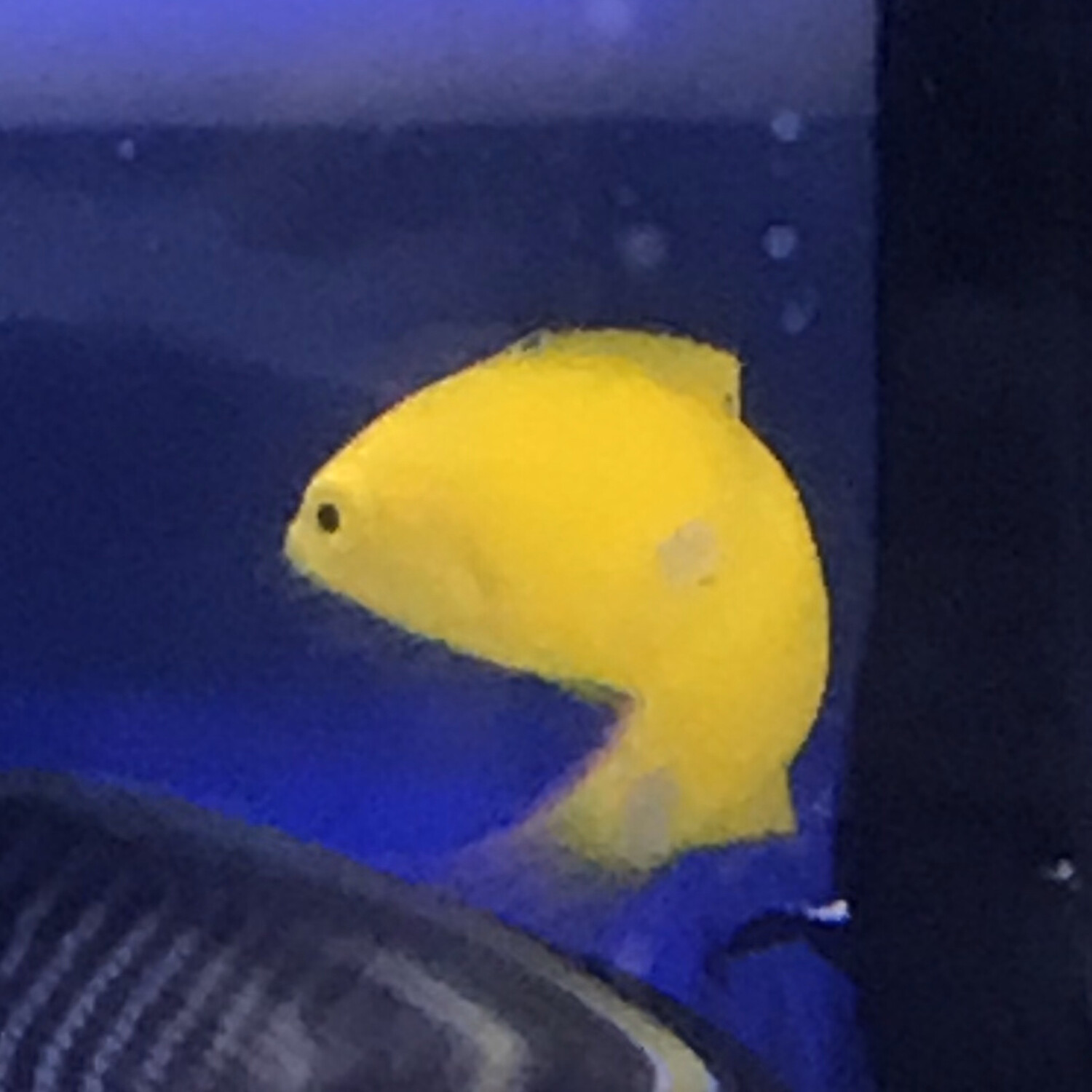 Yellow Coris Wrasse