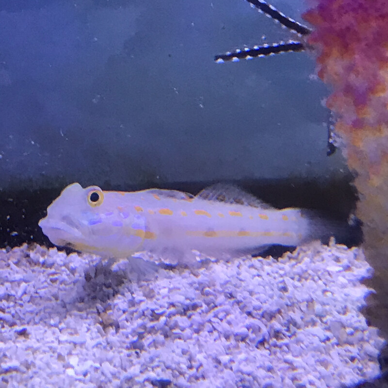 Diamond Watchman Goby
