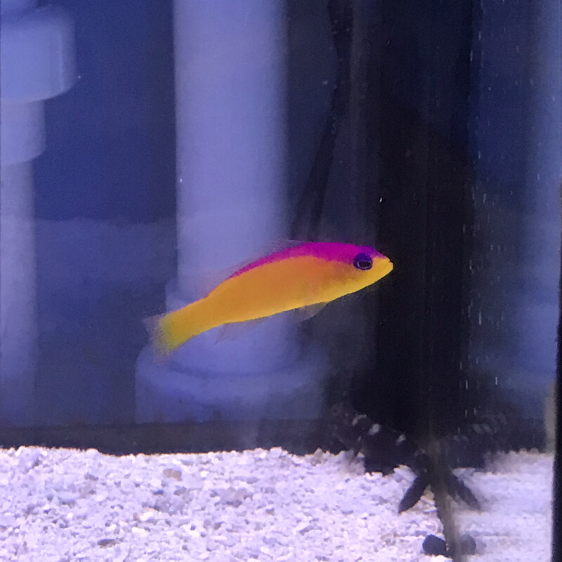 Purple Stripe Dottyback