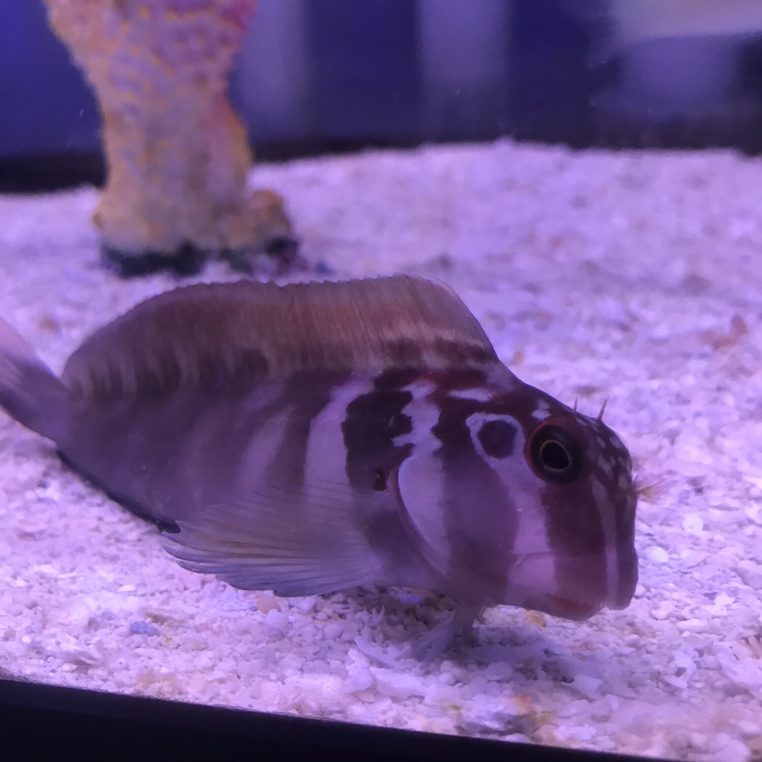 Horseface Blenny