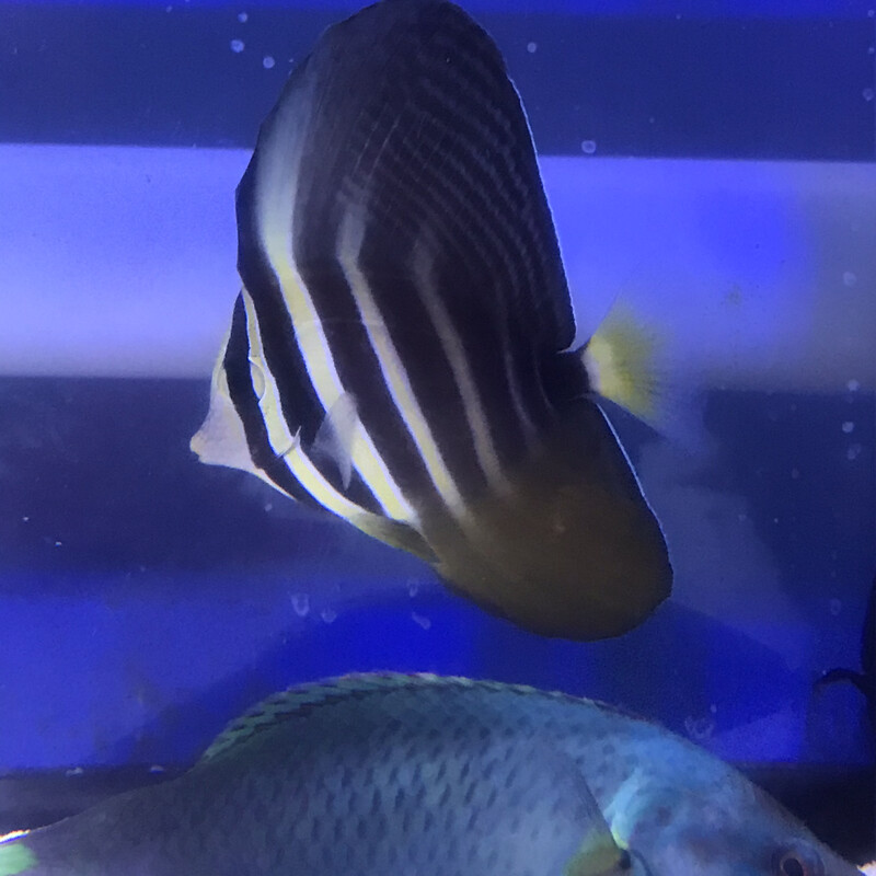 Sailfin Tang