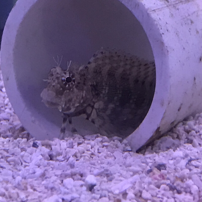 Lawnmower Blenny