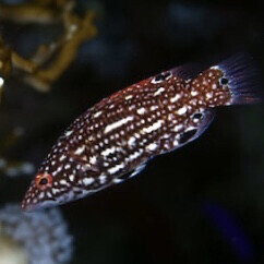 Red Diana’s Hogfish