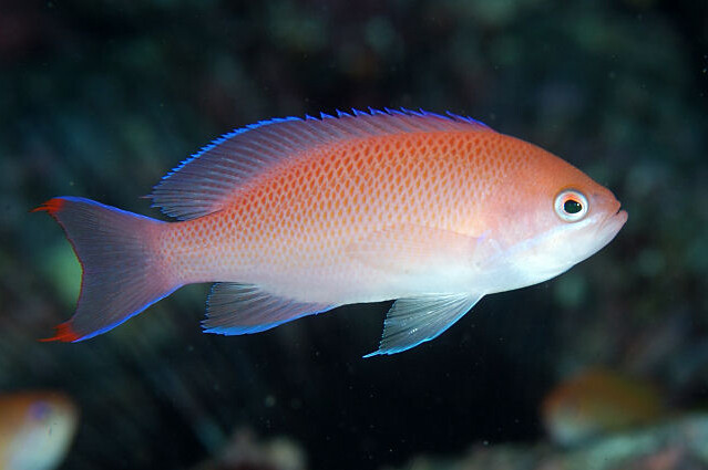 Huctii Anthias, Gender: Female