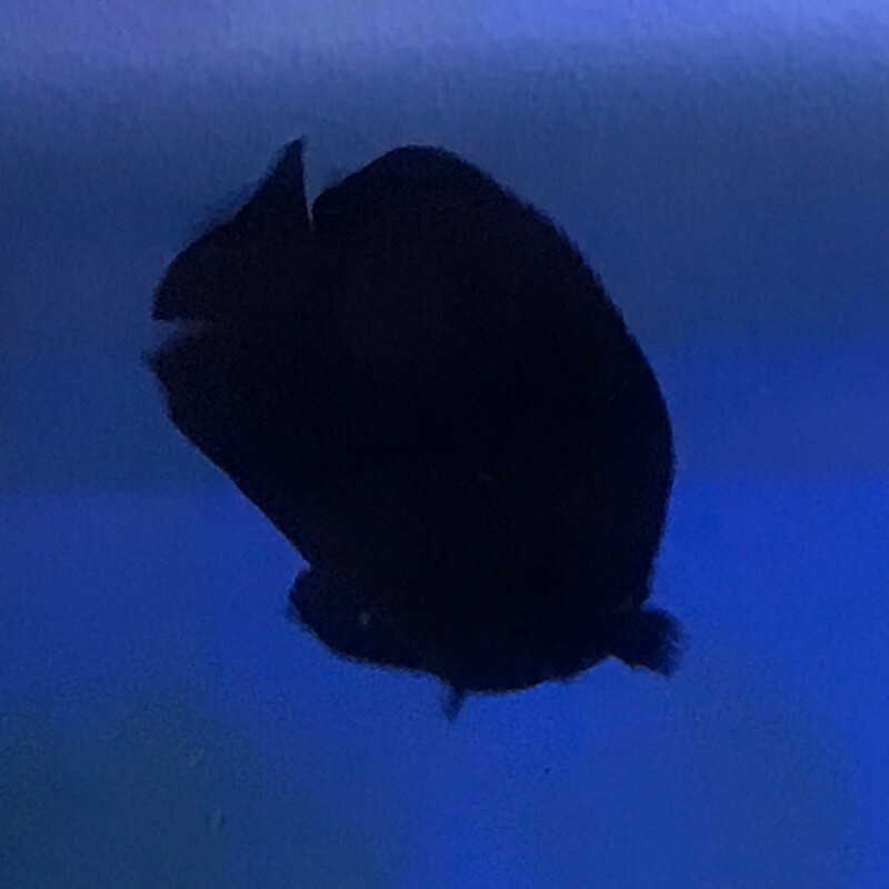 Midnight Angelfish