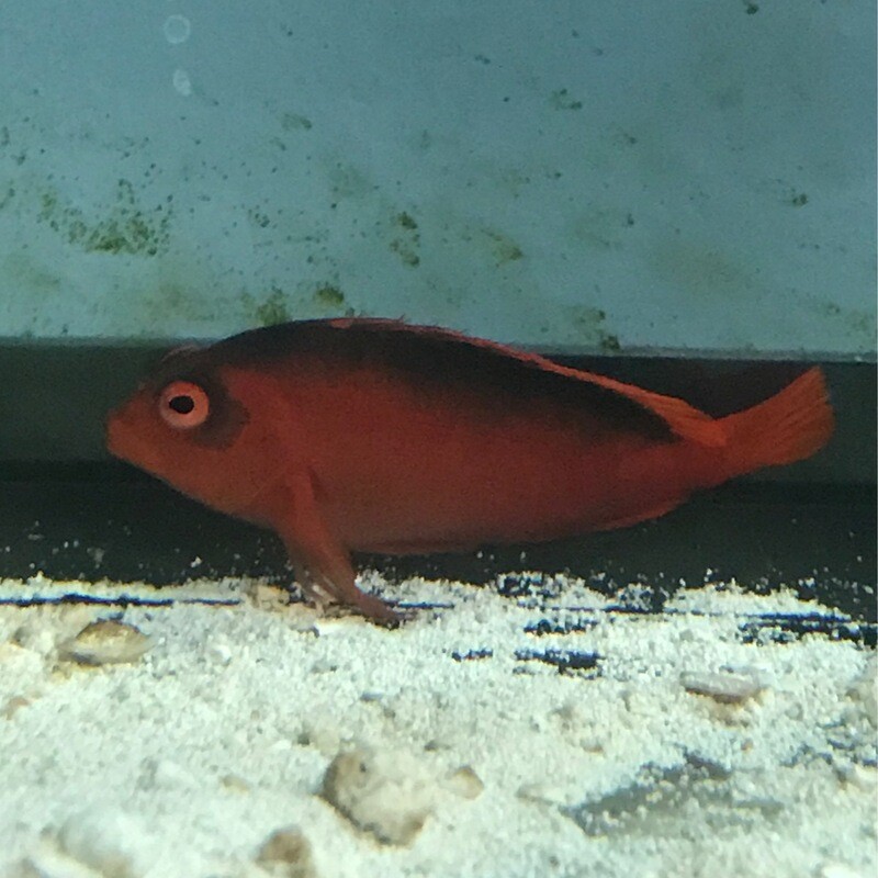Flame Hawkfish
