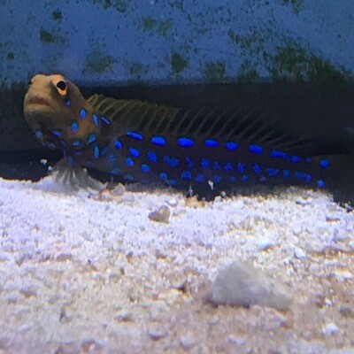 Blue Spotted Jawfish