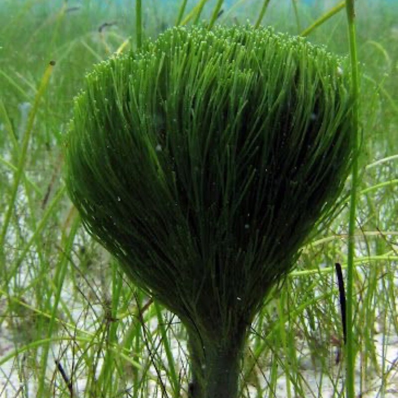 Shaving Brush Macro Algae