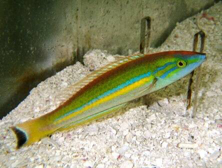 Blue Pencil Wrasse