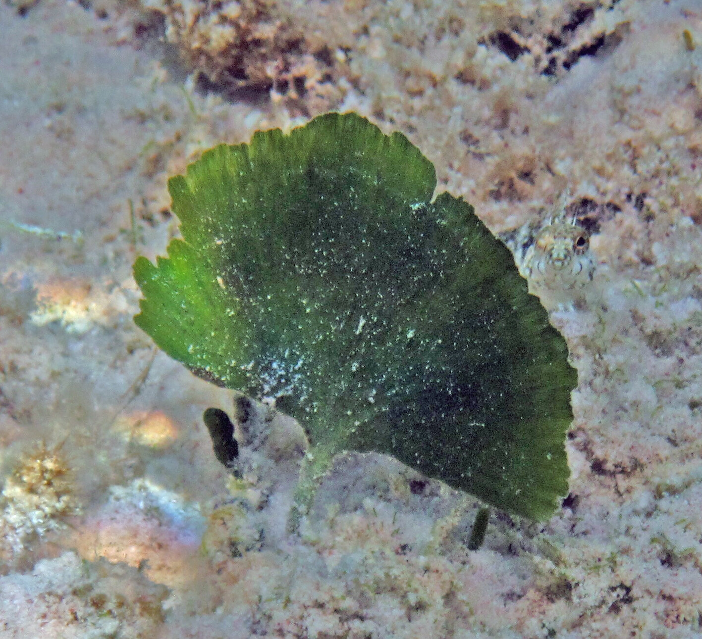 Mermaid Fan Macro Algae