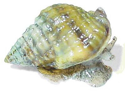 Nassarius Vibex Snail