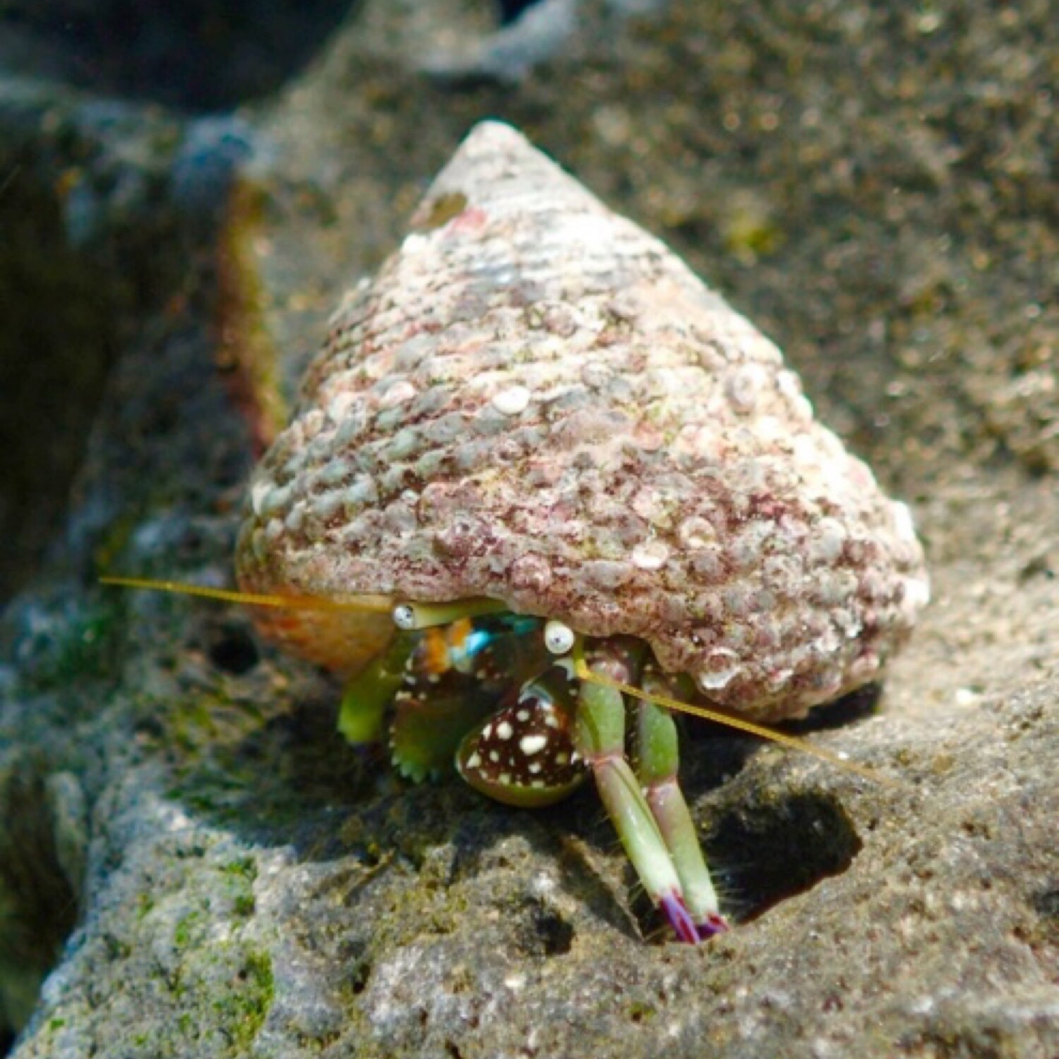 Green legged hermit crab