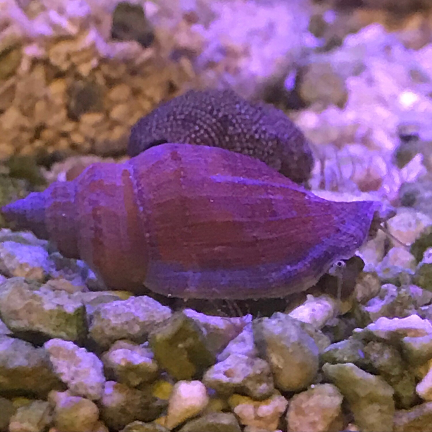 Little Bear Conch