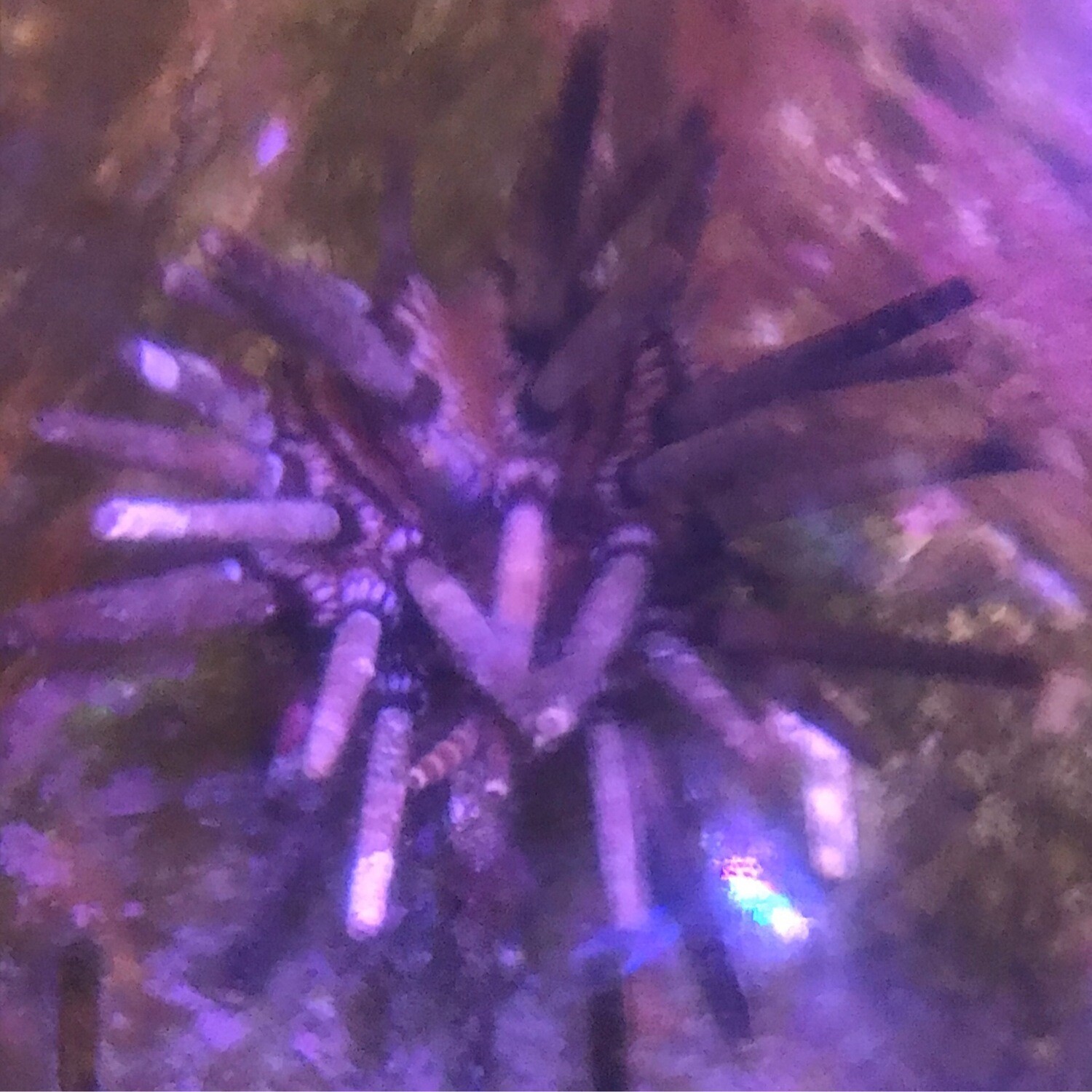 Pencil Sea Urchin