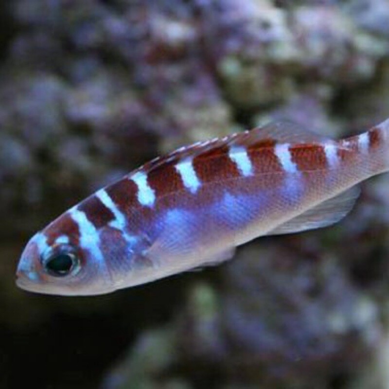 Chalk Bass