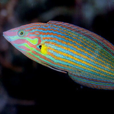 Melanurus Wrasse