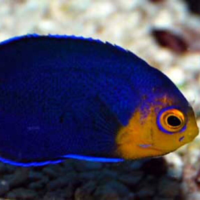 Pygmy Cherub Angelfish Sm