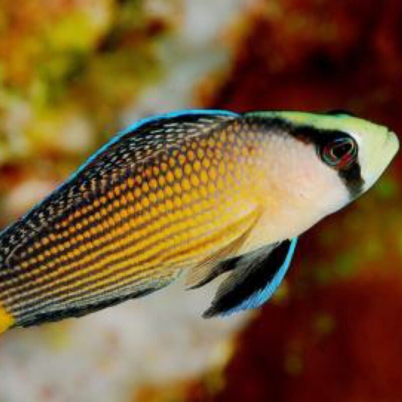 Splendid Dottyback