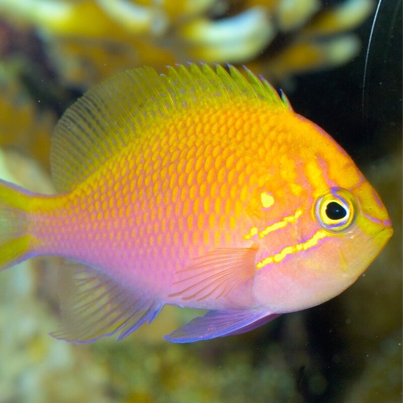 Sunburst Anthias