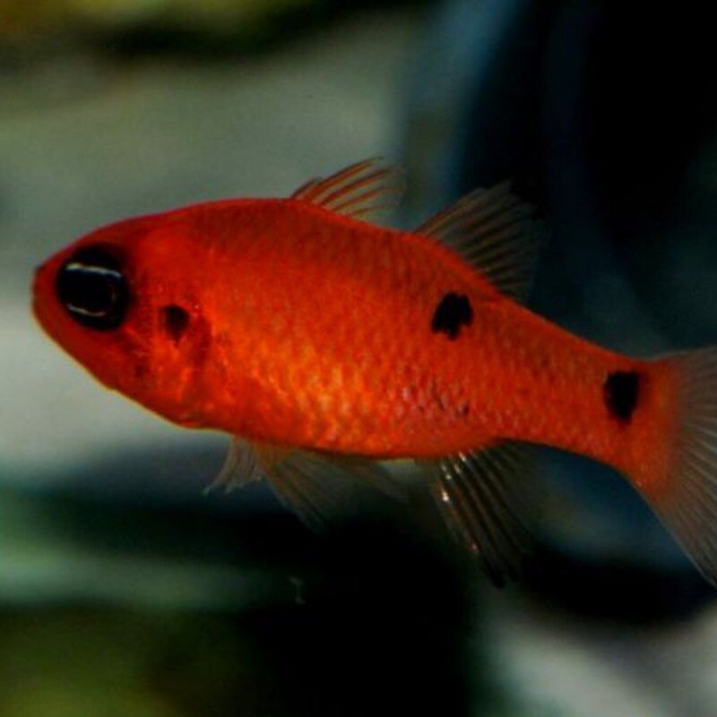 Flame Cardinal