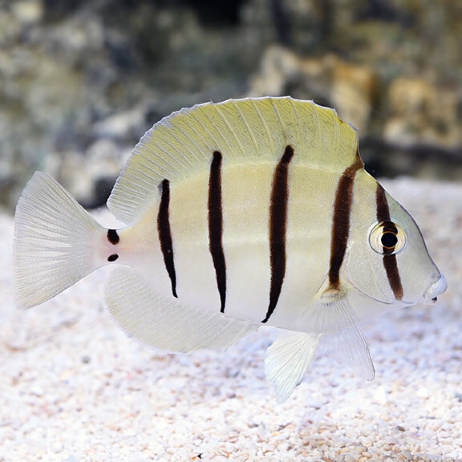 Convict Tang Sm/Med