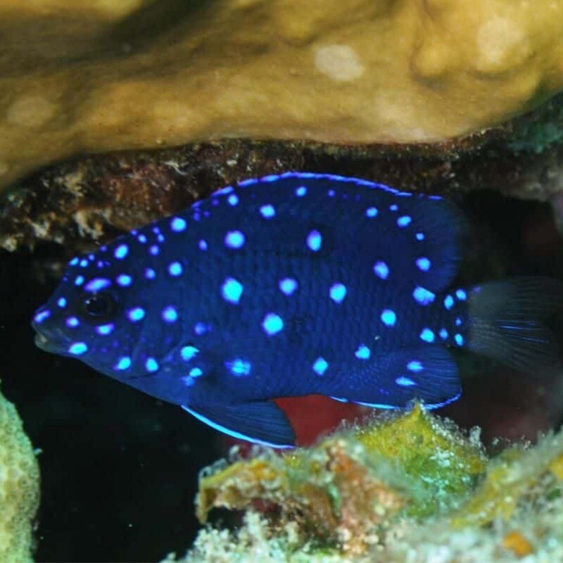 Jewel Damsel