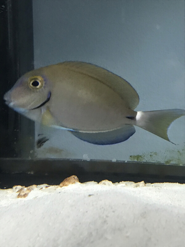 Ocean Surgeonfish