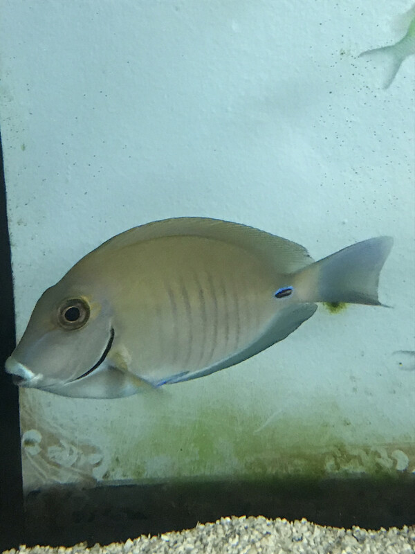 Doctorfish Tang Sm